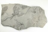 Plate Of Crinoids (Dimerocrinus) & Graptolites - New York #203137-1